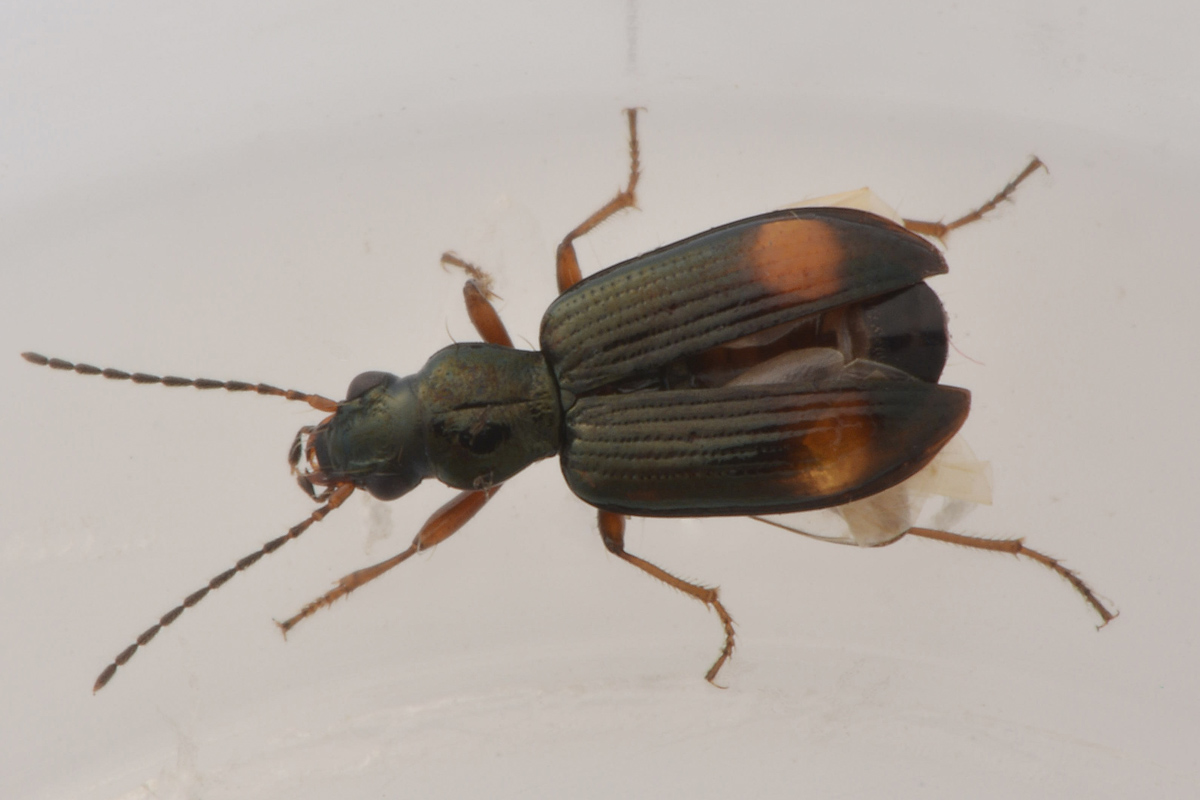 Bembidion modestum? s... cio, Ocydromus modestus